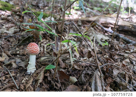 ベニテングタケ余白あり左横 107759728