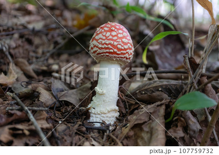 ベニテングタケ近影中心横 107759732