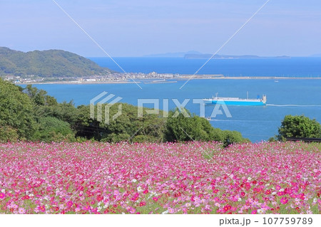 秋の満開のコスモスの花と空と海と船 107759789