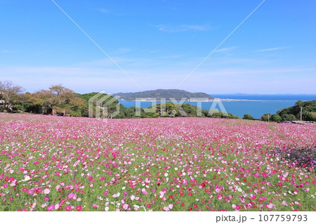 青い空と海とコスモス(福岡県 能古島) 107759793