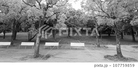 公園 ベンチ 公園 ベンチ 107759859