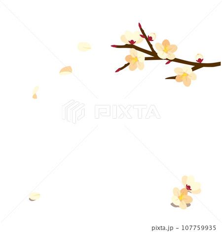 白梅の背景 白梅の背景 107759935
