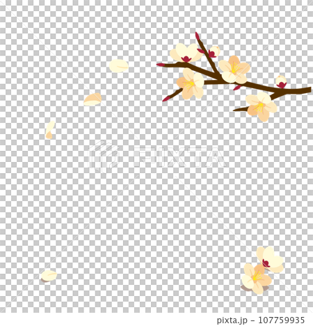 白梅の背景 白梅の背景 107759935