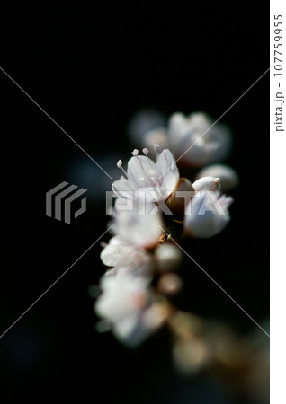 信濃川・やすらぎ堤の白花桜蓼(しろばなさくらたで) 信濃川・やすらぎ堤の白花桜蓼(しろばなさくらたで) 107759955