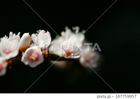 信濃川・やすらぎ堤の白花桜蓼(しろばなさくらたで) 107759957