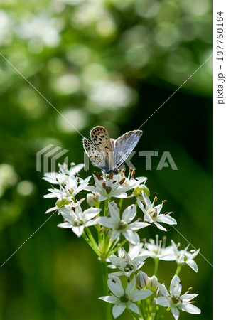 ニラの花と大和小灰蝶(やまとしじみ) ニラの花と大和小灰蝶(やまとしじみ) 107760184
