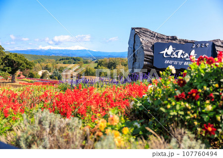 【北海道】美瑛町 ぜるぶの丘 【北海道】美瑛町 ぜるぶの丘 107760494