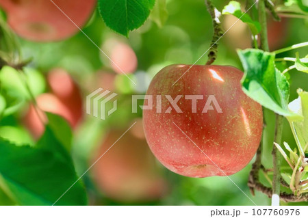 収穫を待つりんご 収穫を待つりんご 107760976