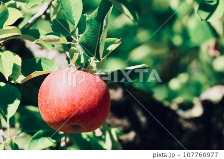 収穫を待つりんご 107760977