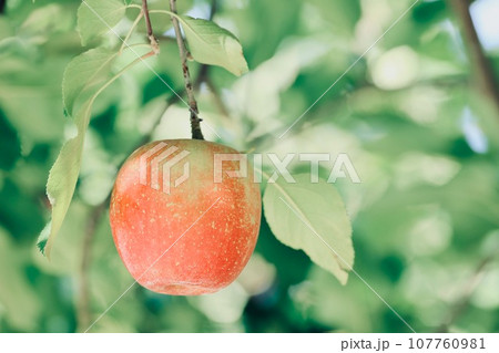 収穫を待つりんご 収穫を待つりんご 107760981