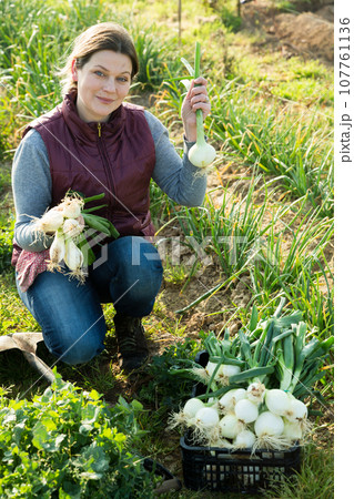 Woman harvesting fresh green onion 107761136