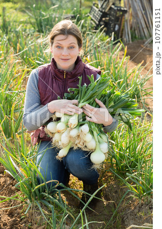 Woman harvesting fresh green onion 107761151