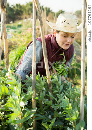 Female holding armful of broad beans 107761194