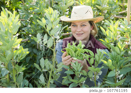 Woman harvesting broad beans Woman harvesting broad beans 107761195