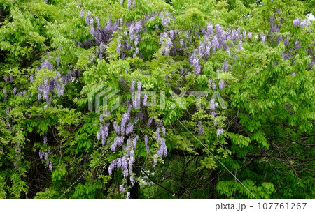 新緑に包まれる藤の花 107761267