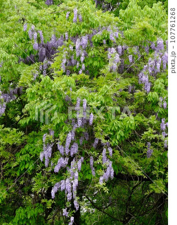 新緑に映える藤の花 【相模原市津久井 4月】 新緑に映える藤の花 【相模原市津久井 4月】 107761268