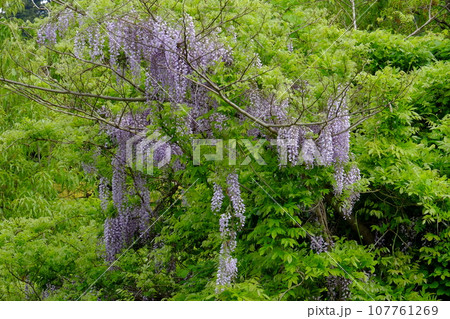 新緑に包まれた藤の花　【相模原市津久井　4月】 107761269