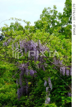 雑木林に咲く藤の花　【相模原市津久井　4月】 107761270