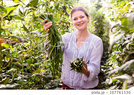 Young female gardener picking harvest of vigna in garden at sunny day Young female gardener picking harvest of vigna in garden at sunny day 107761330