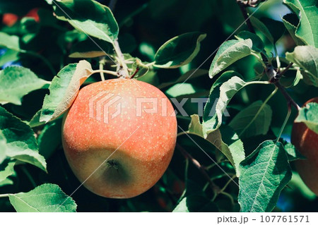 真っ赤に色づいたリンゴ 真っ赤に色づいたリンゴ 107761571