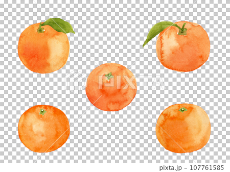 手繪水彩葉子柑橘插圖 107761585