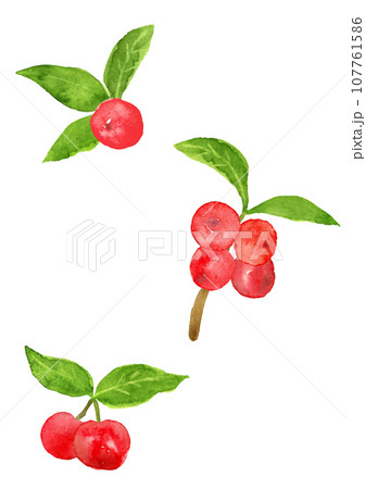 水彩で手描きした、葉っぱ付きアセロラのイラスト 水彩で手描きした、葉っぱ付きアセロラのイラスト 107761586