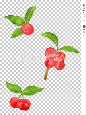 水彩で手描きした、葉っぱ付きアセロラのイラスト 水彩で手描きした、葉っぱ付きアセロラのイラスト 107761586