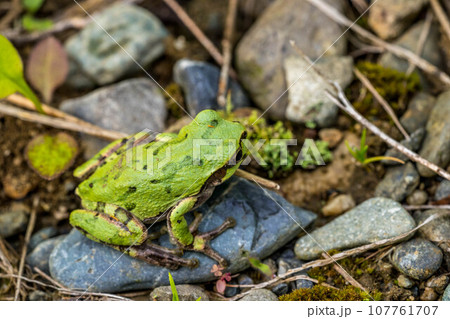 皐月ノ雨蛙 皐月ノ雨蛙 107761707