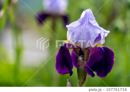 菖蒲の季節~皐月~ 菖蒲の季節~皐月~ 107761738