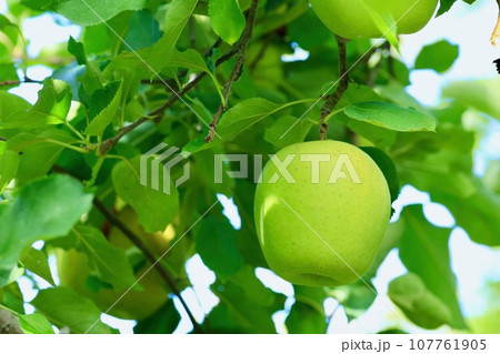木になっているリンゴ    むつ 107761905