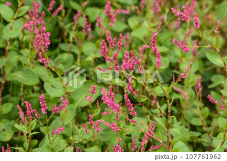 藍　アイの花 107761962