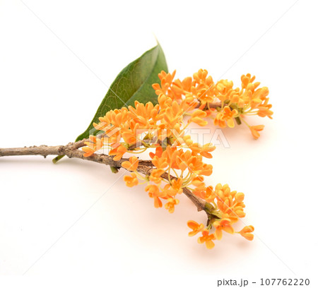 キンモクセイ キンモクセイ 107762220