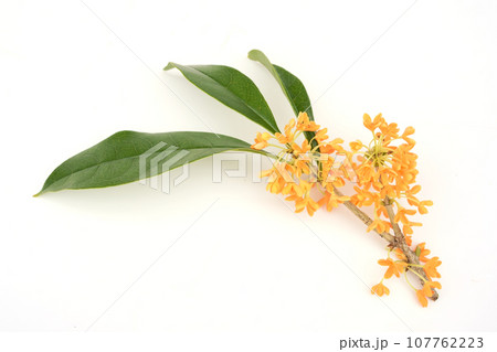 キンモクセイ 107762223