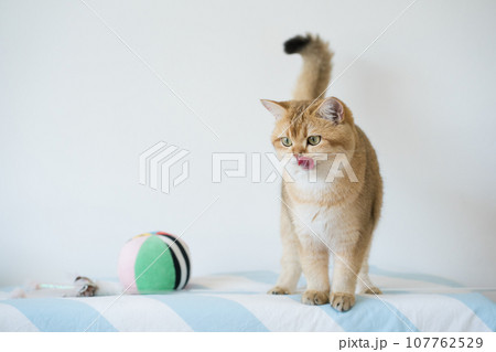 international cat day concept with british cat happy and fun during play ball with owner 107762529