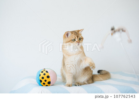 international cat day concept with british cat happy and fun during play ball with owner 107762543