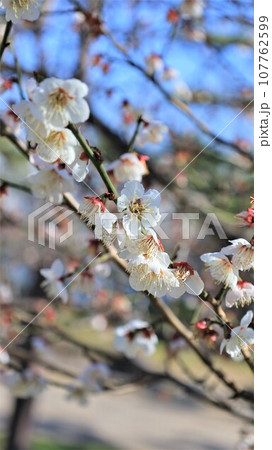 梅の花・紀州田辺梅林（和歌山県田辺市） 107762599