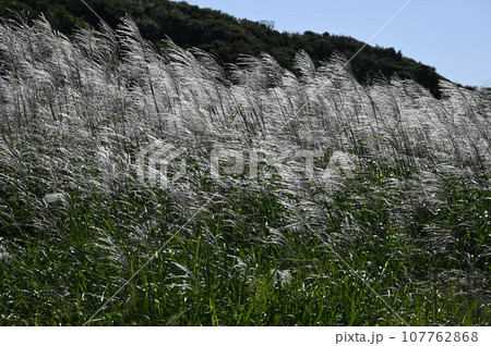 風に揺れるオギの穂 107762868