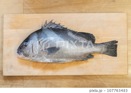 魚、コショウダイ、胡椒鯛、小正だい、鰭白魚、古世宇、こしょうだい 107763483