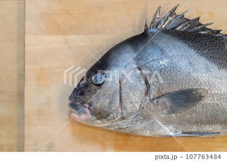 魚、コショウダイ、胡椒鯛、小正だい、鰭白魚、古世宇、こしょうだい 107763484