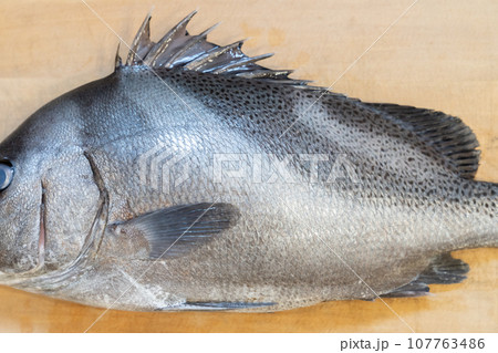 魚、コショウダイ、胡椒鯛、小正だい、鰭白魚、古世宇、こしょうだい 107763486