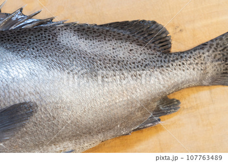 魚、コショウダイ、胡椒鯛、小正だい、鰭白魚、古世宇、こしょうだい 107763489