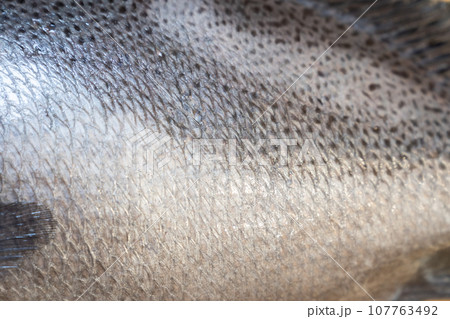 魚、コショウダイ、胡椒鯛、小正だい、鰭白魚、古世宇、こしょうだい 魚、コショウダイ、胡椒鯛、小正だい、鰭白魚、古世宇、こしょうだい 107763492