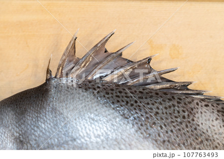 魚、コショウダイ、胡椒鯛、小正だい、鰭白魚、古世宇、こしょうだい 107763493