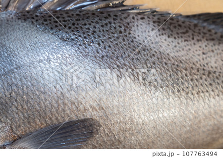 魚、コショウダイ、胡椒鯛、小正だい、鰭白魚、古世宇、こしょうだい 107763494