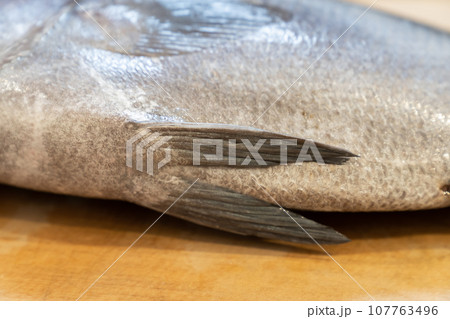 魚、コショウダイ、胡椒鯛、小正だい、鰭白魚、古世宇、こしょうだい 107763496