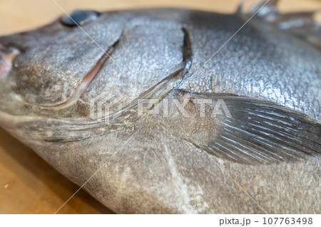 魚、コショウダイ、胡椒鯛、小正だい、鰭白魚、古世宇、こしょうだい 魚、コショウダイ、胡椒鯛、小正だい、鰭白魚、古世宇、こしょうだい 107763498
