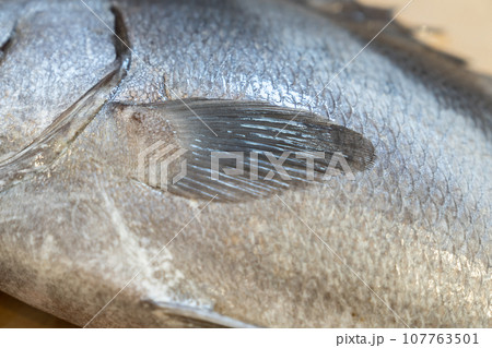 魚、コショウダイ、胡椒鯛、小正だい、鰭白魚、古世宇、こしょうだい 107763501