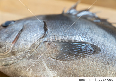 魚、コショウダイ、胡椒鯛、小正だい、鰭白魚、古世宇、こしょうだい 107763505