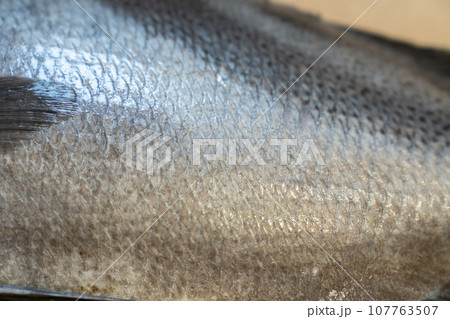 魚、コショウダイ、胡椒鯛、小正だい、鰭白魚、古世宇、こしょうだい 魚、コショウダイ、胡椒鯛、小正だい、鰭白魚、古世宇、こしょうだい 107763507