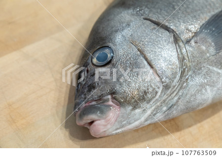 魚、コショウダイ、胡椒鯛、小正だい、鰭白魚、古世宇、こしょうだい 魚、コショウダイ、胡椒鯛、小正だい、鰭白魚、古世宇、こしょうだい 107763509